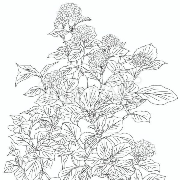 Раскраска для взрослых гортензия