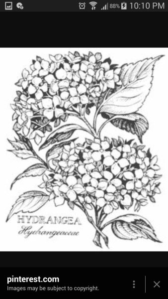 Кустарник карандашом