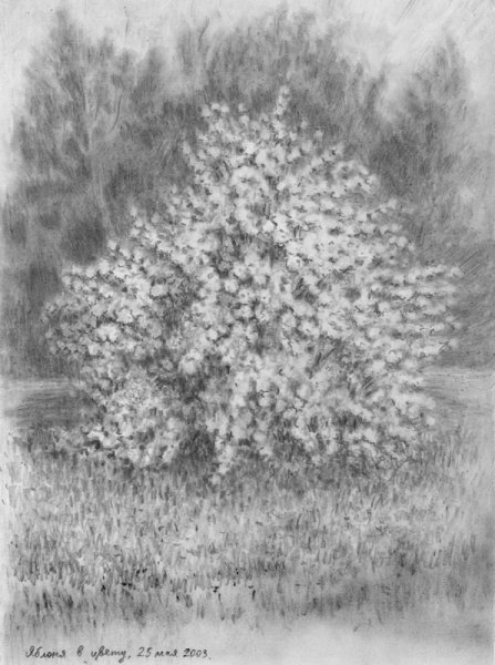 Сирень карандашом рисунок лёгкий