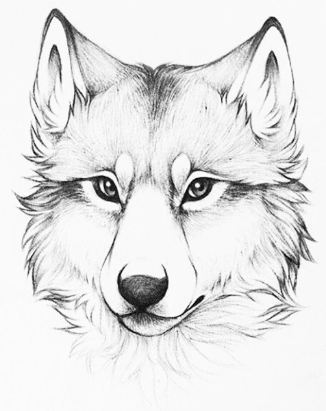 Морда волка для рисования
