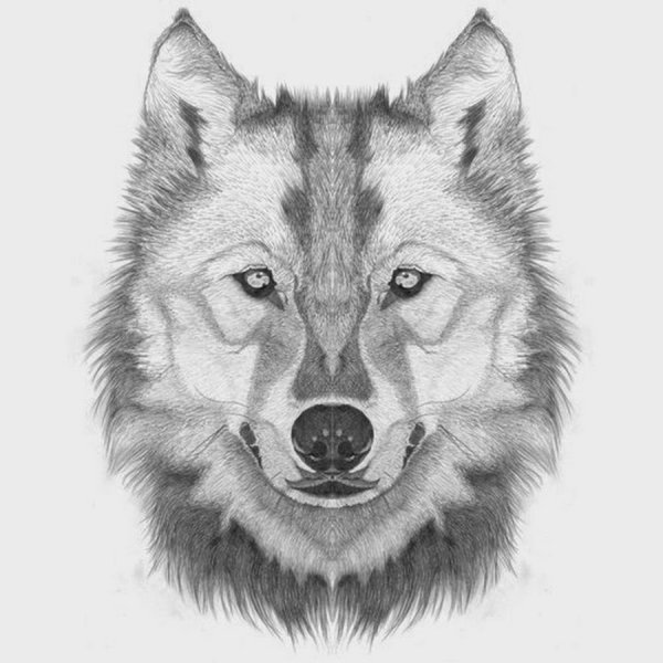 Голова волка набросок