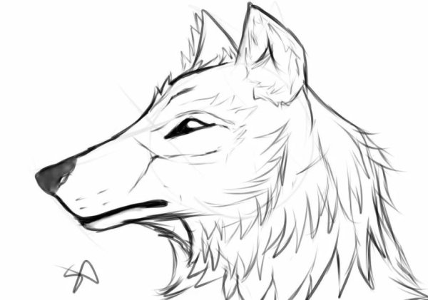 Волк для срисовки