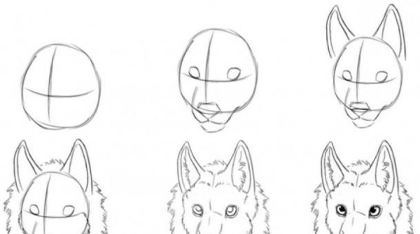 Поэтапное рисование волка