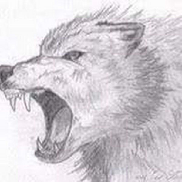 Волчий оскал карандашом