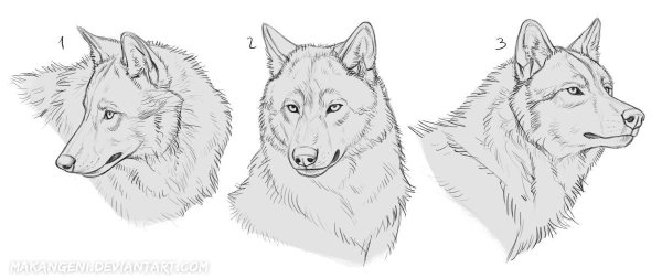 Морда волка сбоку референс