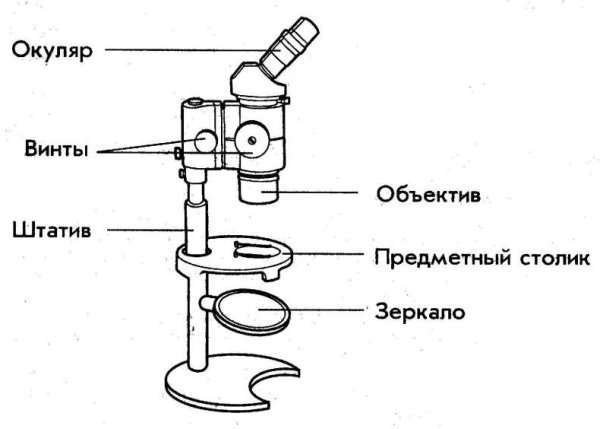 Строение микроскопа и штативной лупы