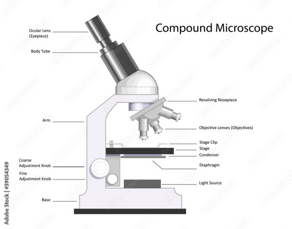 Рисунок строение микроскопа лёгке
