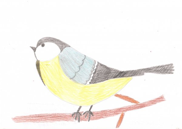 Синичка раскраска для детей