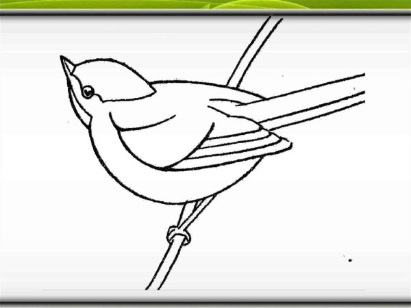 Синица рисунок легкий