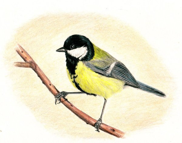 Синичка рисунок для детей мален