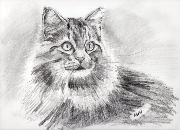 Кошка карандашом