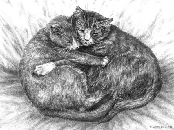 Кошка рисунок карандашом