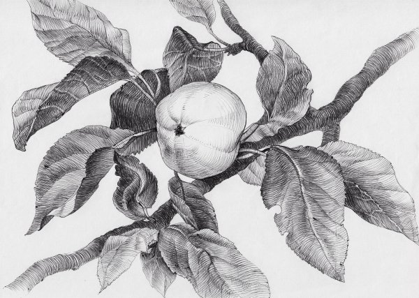 Яблоня гравюра