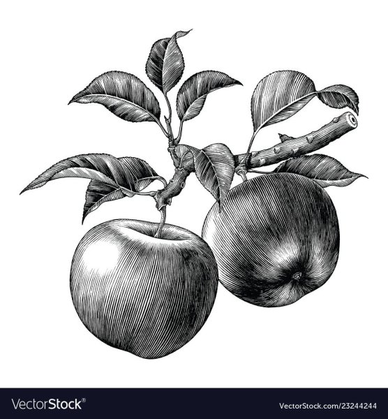 Яблоко гравюра