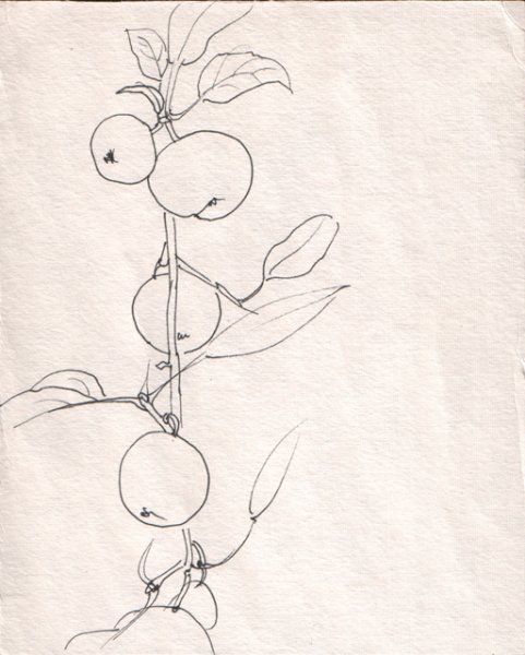 Рисование ветка яблони