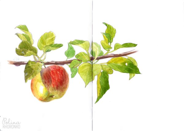 Скетчи фрукты яблоки на ветке