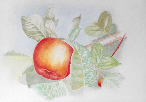 Рисунки яблока цветным карандашом