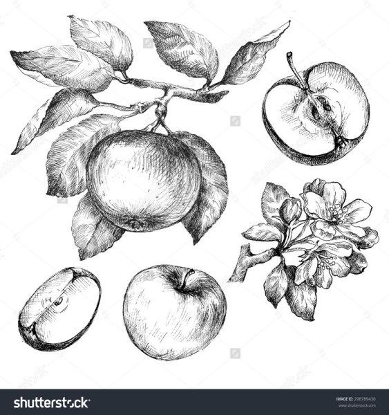 Ветка яблони с яблоками