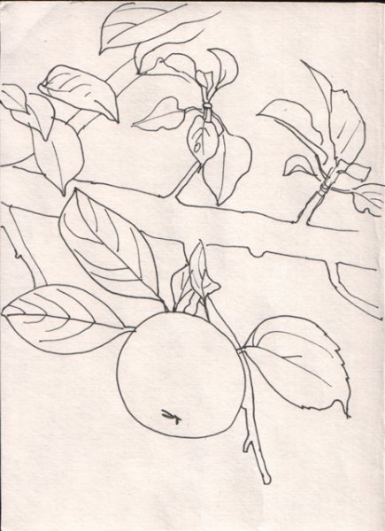 Ветка яблони рисунок