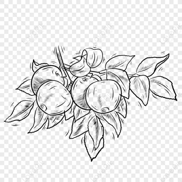 Яблоки на ветке черно-белый рисунок