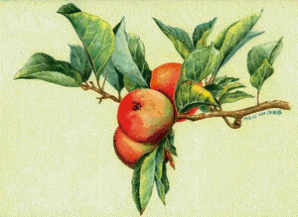 Ветка яблони с яблоками карандашом