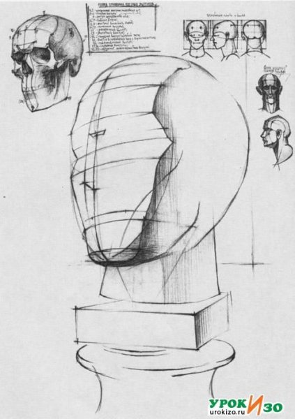 Рисунок анатомической гипсовой головы
