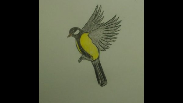 Синичка в полёте рисунок