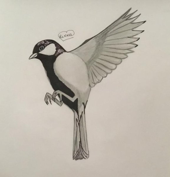 Синичка карандашом