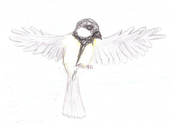 Рисование синица в полете