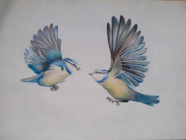 Рисование птиц в полете красками