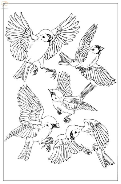 Синица эскиз