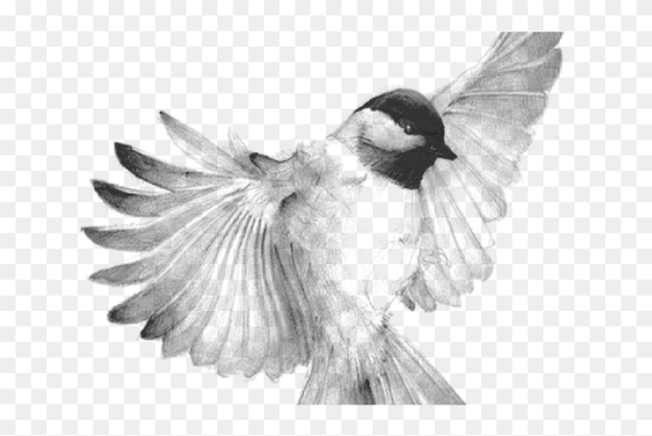 Синичка эскиз