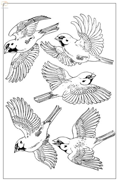 Воробей эскиз