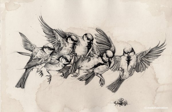 Птицы Графика