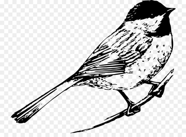 Раскраска птицы синица