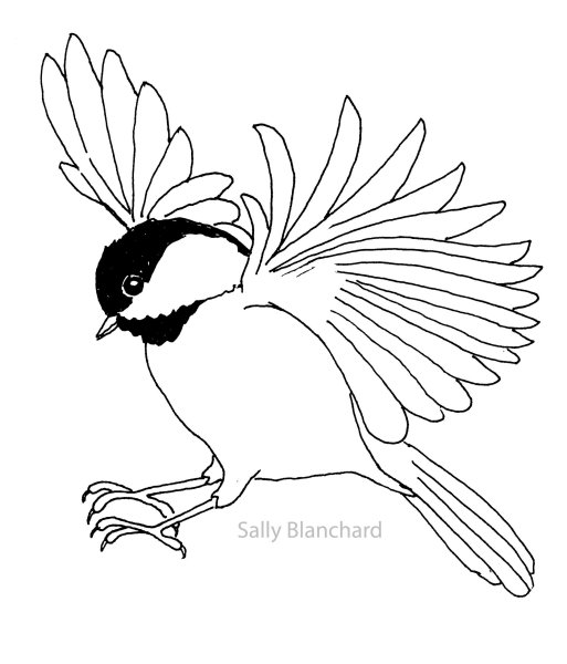 Синичка раскраска