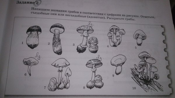 Грибы съедобные и несъедобные задания для дошкольников