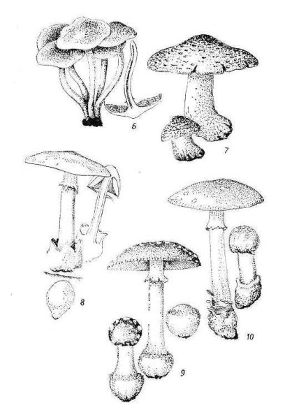 Бледная поганка