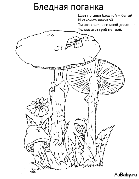Съедобные и несъедобные грибы черно белые