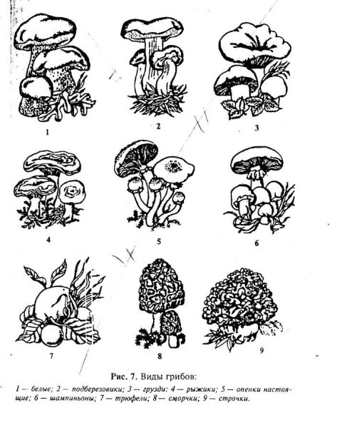 Съедобные и несъедобные грибы раскраска
