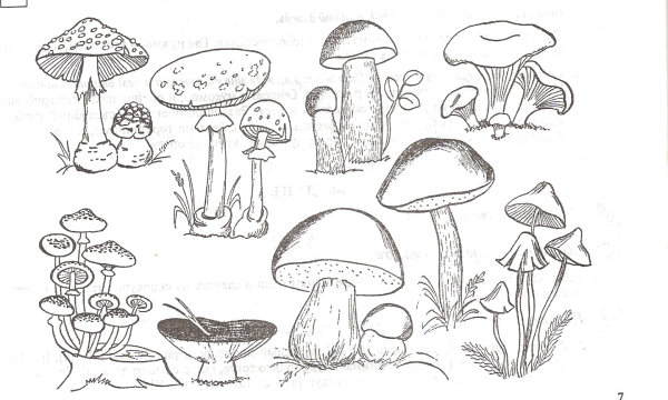 Разукрашки съедобные и несъедобные грибы