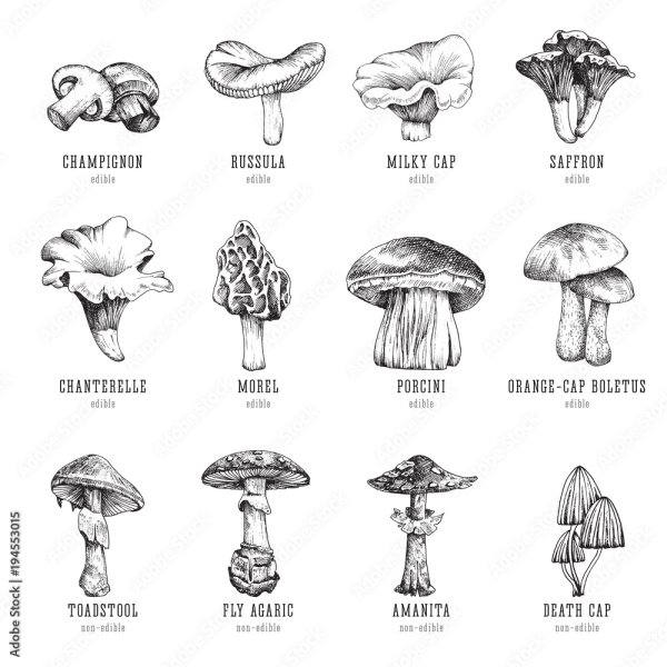 Раскраска гриб масленок