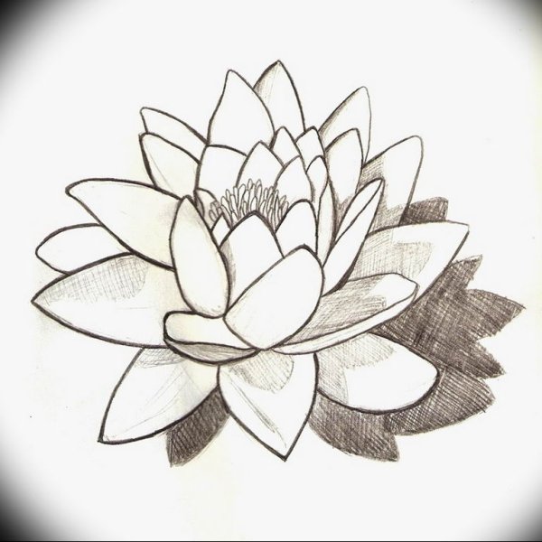 Лотос орехоносный черно-белая