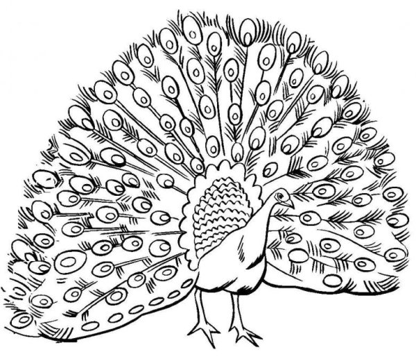 Павлин. Раскраска