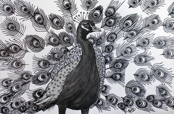 Павлин нарисовать