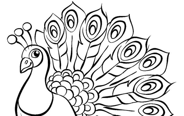 Павлин эскиз