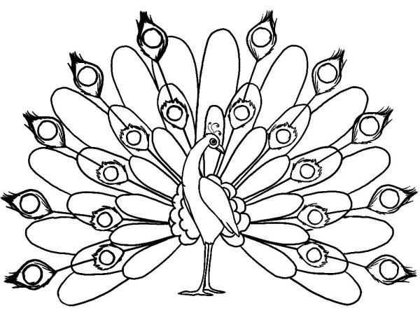 Рисунок павлина