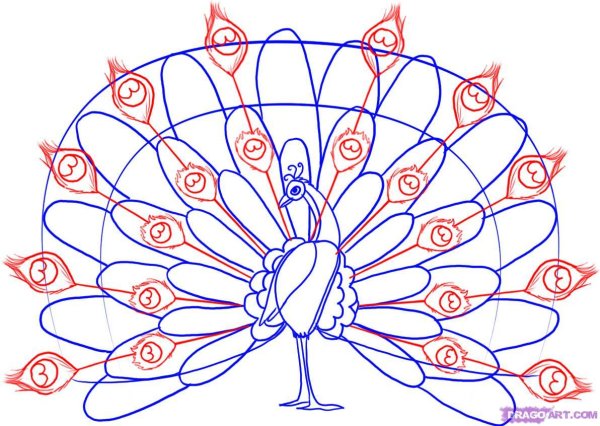 Нарисовать павлина