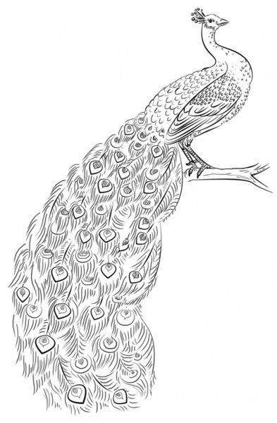 Рисунки Жар птицы для срисовки