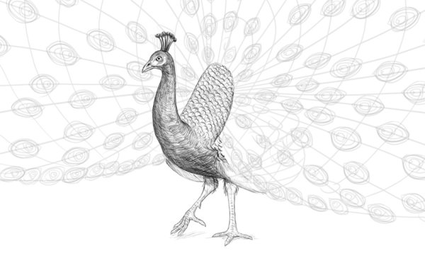 Павлин раскраска для детей